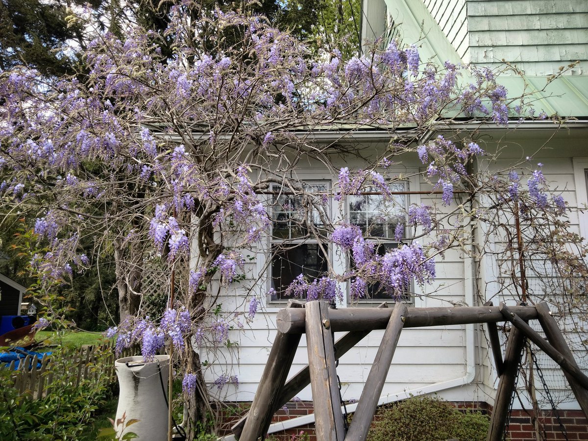 My favorite Eldritch Horror is this very old Wisteria that is slowly enveloping my house.