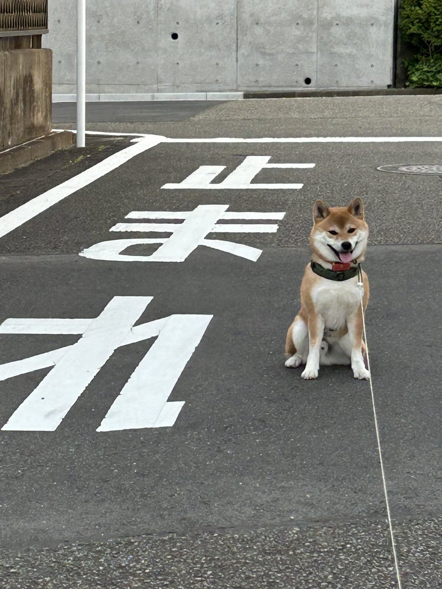 おはようございます☺️
ただの拒否柴なのに標識を守ると見せかける犬😆
