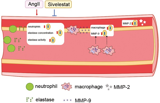 Neutrophil Elastase Inhibition by Sivelestat (ONO-5046) Attenuates AngII-Induced Abdominal Aortic Aneurysms in Apolipoprotein E-Deficient Mice 🐁 🔗🔒academic.oup.com/ajh/article/37…