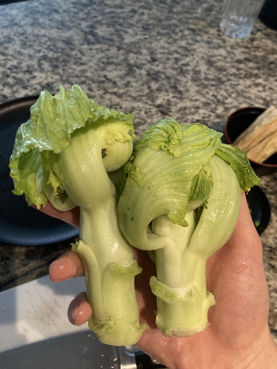 The mustard greens I got this week has strongly thickened stems and leaves that curl to form a ball or head at the apex, similar to that of a cabbage.