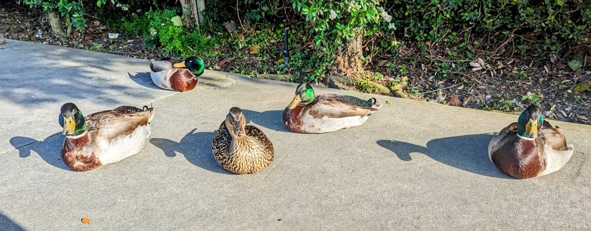 I couldn't get them to do it. 🦆🦆🦆