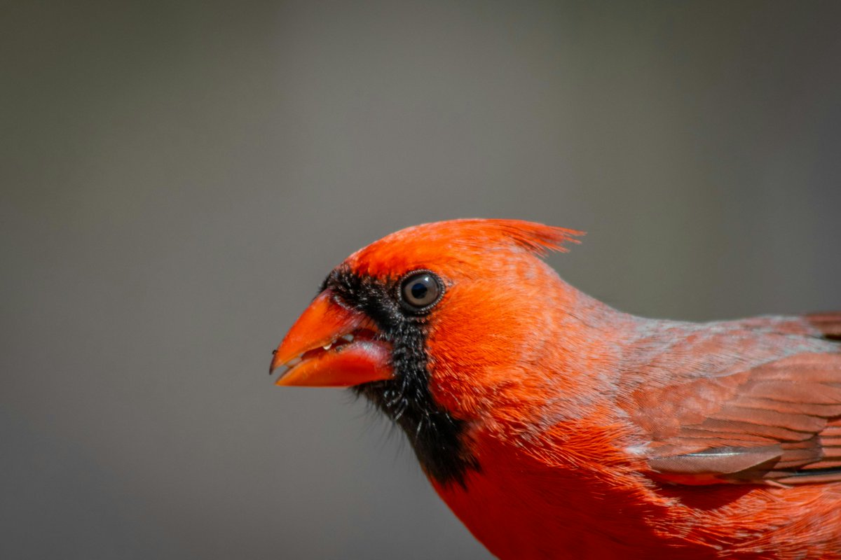 Close up of a beautiful cardinal!  🐦

#birdphotography  #backyardbirds