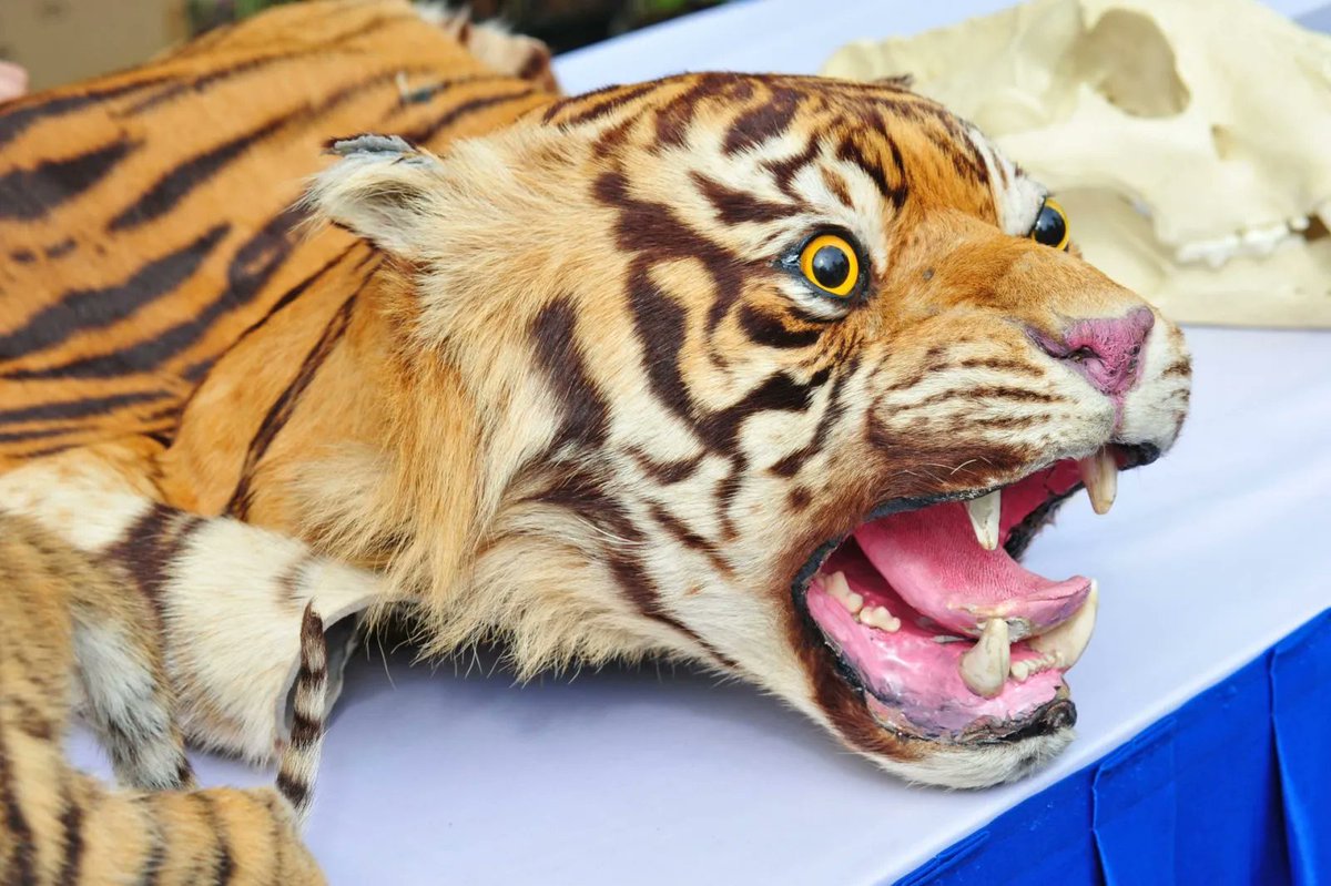 Brooklyn Man Pleads Guilty to Selling Illegal Exotic Animal Parts A recent case in Brooklyn sheds light on the disturbing illegal trade in exotic animal parts. Usher Weiss, a 26-year-old resident, pleaded guilty after being caught selling items including a mounted cougar head…