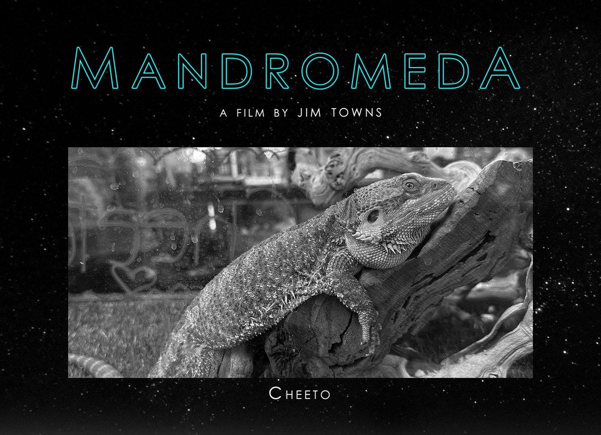 Important casting notice today for my new film! The role of Rex the Iguana will be played by Cheeto the Bearded Lizard. Welcome aboard #mandromedafilm, Cheeto!