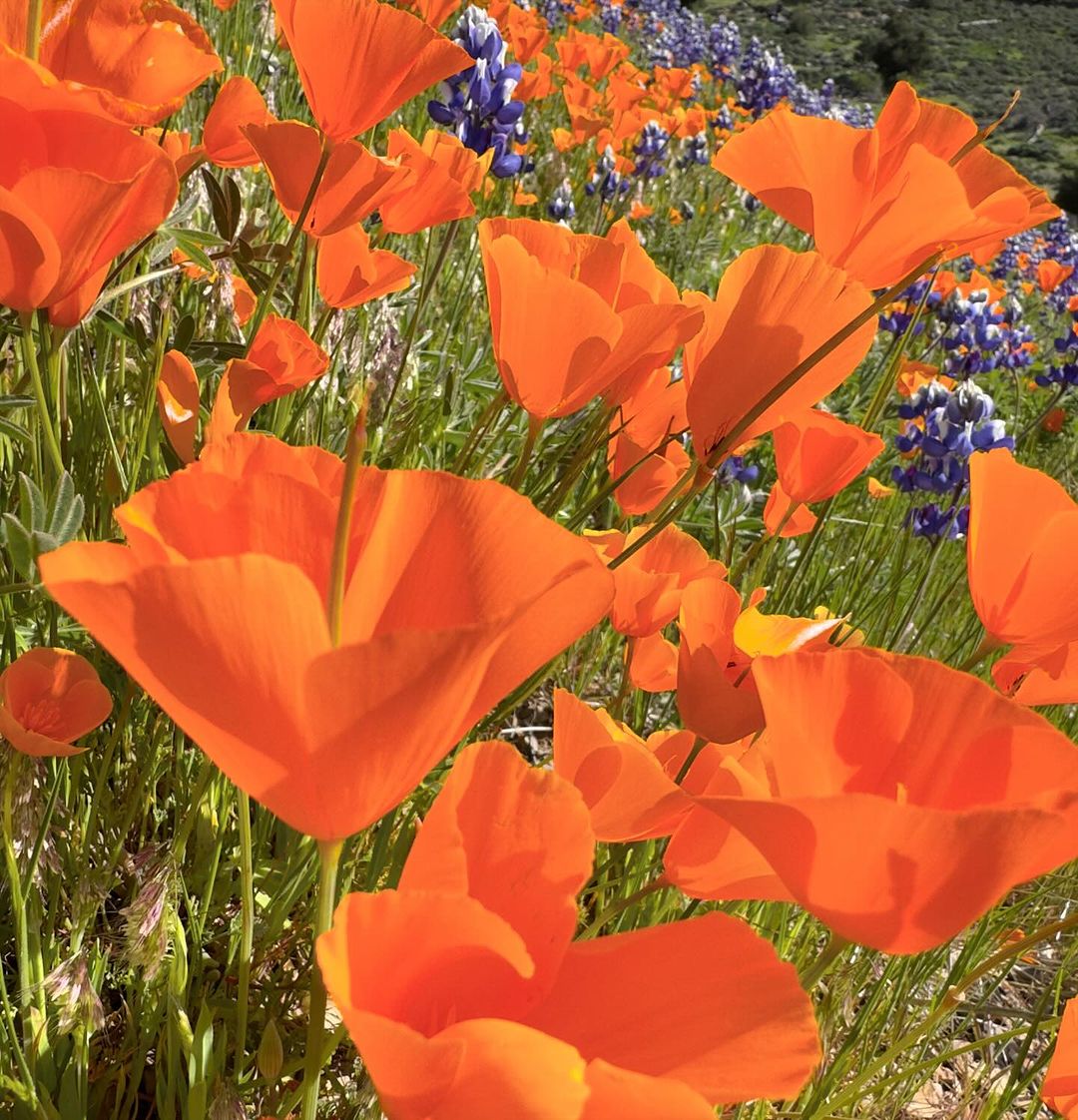 Spring is in bloom all over the Santa Ynez Valley. These beautiful poppies and lupine were captured on Figueroa Mountain, the perfect spot for a hike. Learn more about outdoor activities in the SYV: bit.ly/3VXgI6M 📸: chuckplace