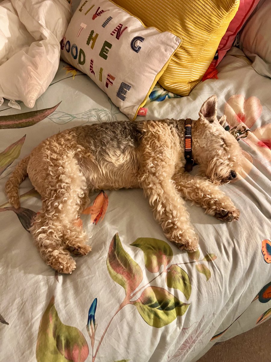 I’m a very tired little Lakeland Terrier….. good night everyone good night world ❤️❤️❤️