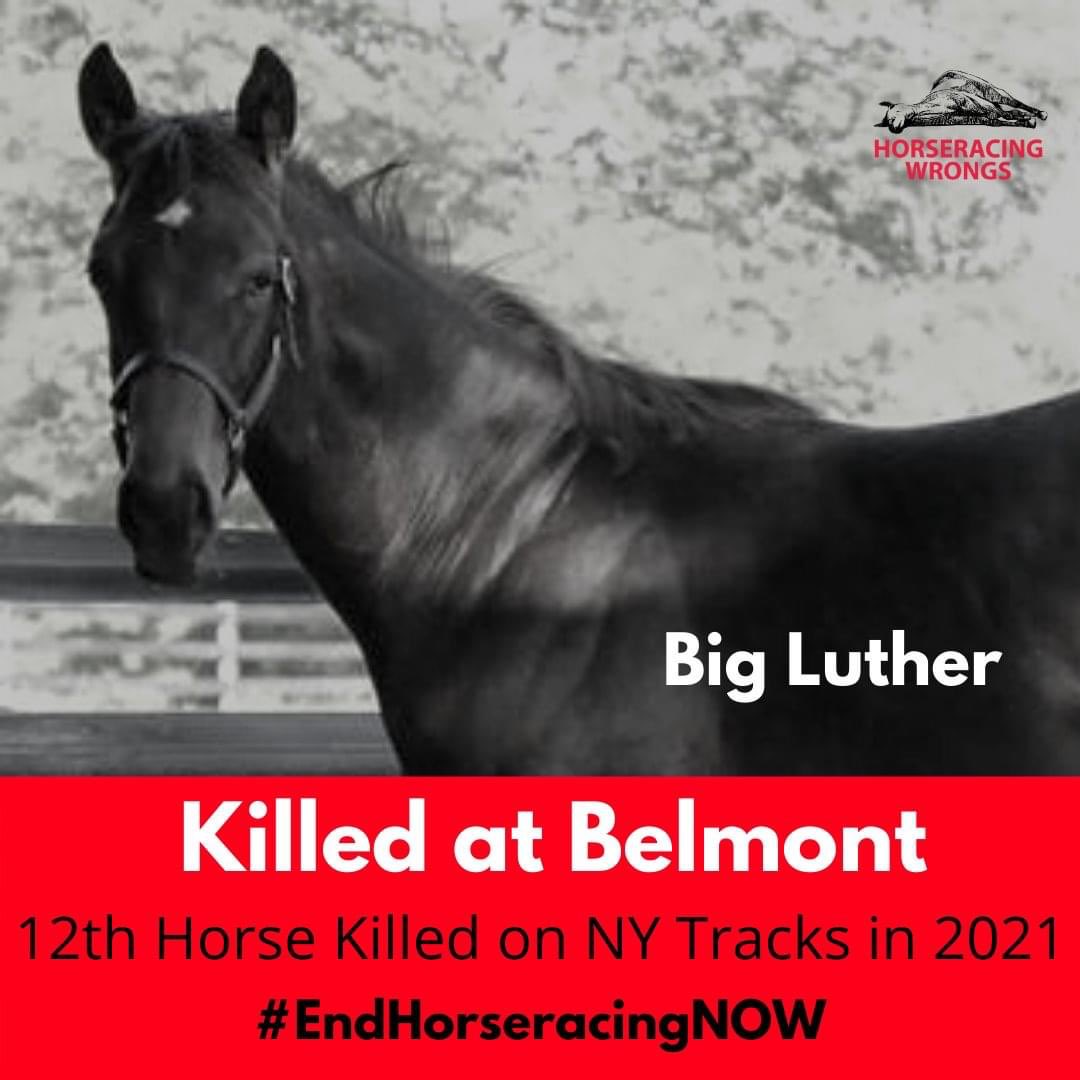 Horses killed at U.S. tracks, 2021: horseracingwrongs.org/killed-2021/ #EndHorseracing #KYDerby