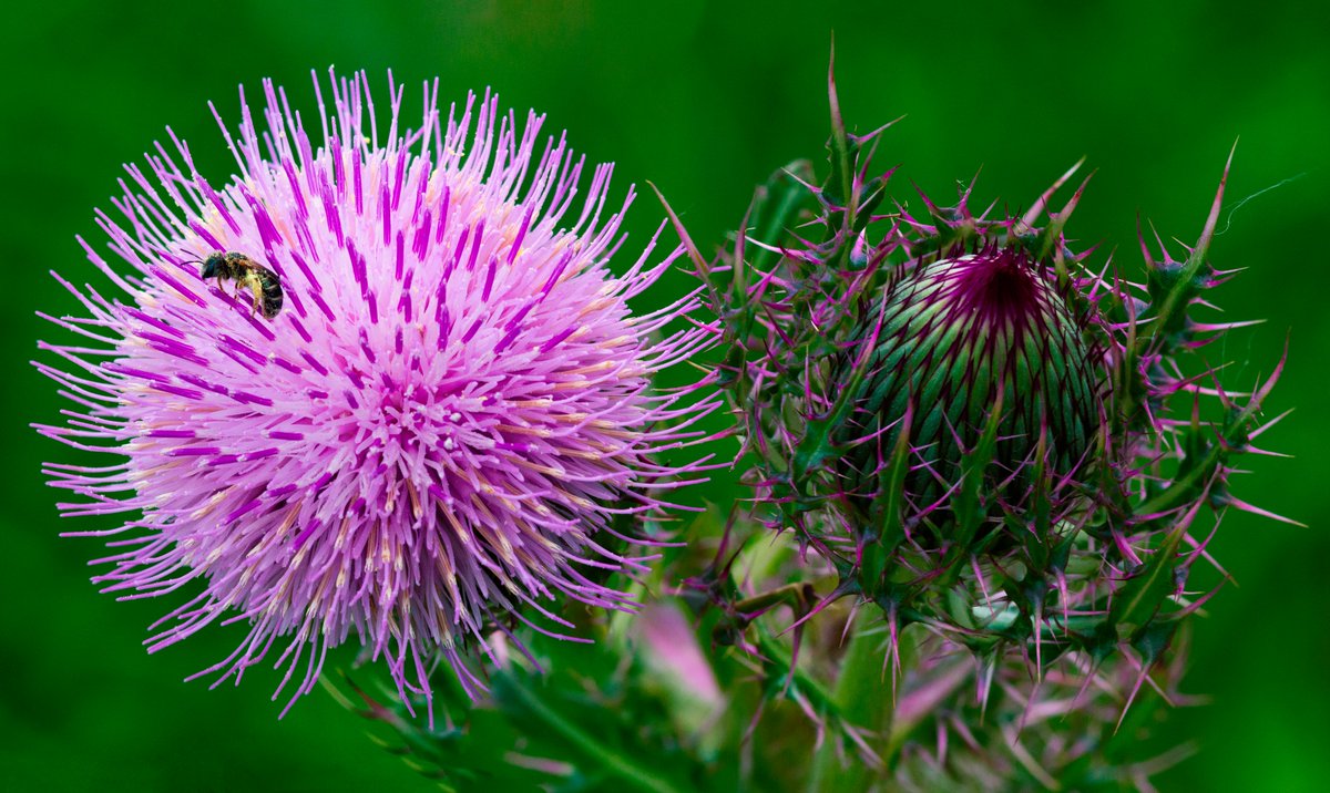 A component in blessed thistle may possess the potential to regenerate damaged nerves