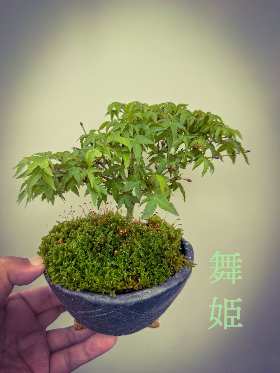 もみじの舞姫ちゃん。 葉が小さくてかわいいです。 Mashima maple. So cute small leaf #盆栽 #盆栽好きと繋がりたい #盆栽のある暮らし #盆栽初心者 #もみじ #bonsai #minibonsai #bonsailife #japan #maple