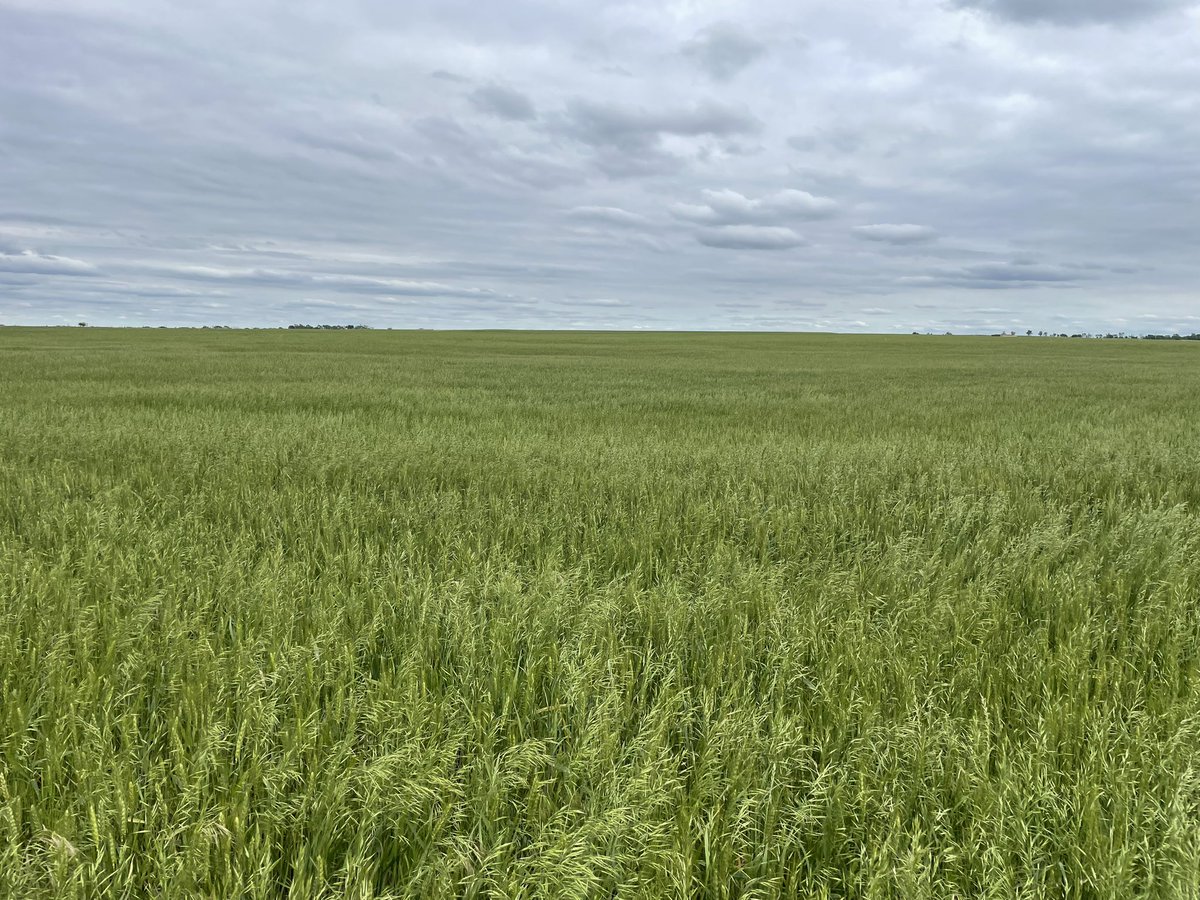 Cascade Commodity Consulting, LLC tweet media