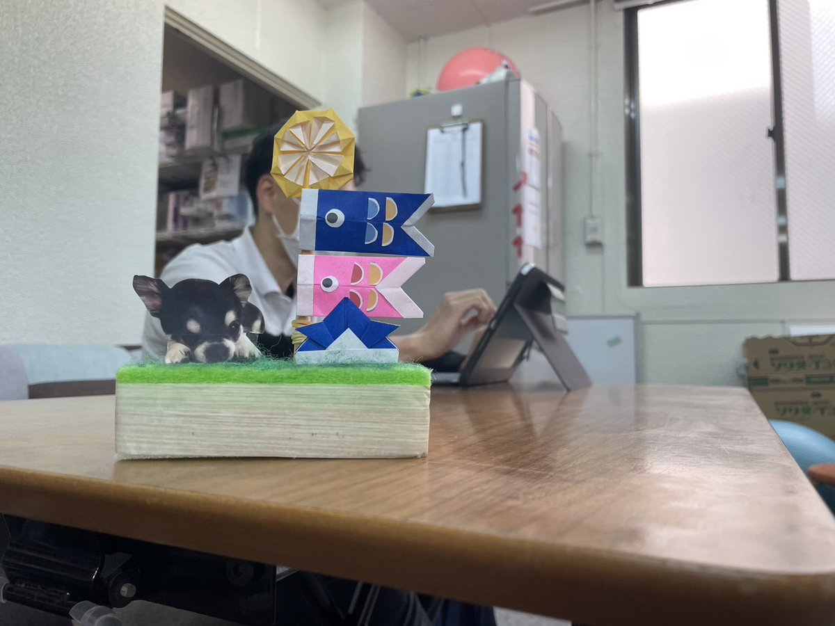OT_yuta's tweet photo. #こどもの日
職場で作ってたら、看護師さんに盗撮されてました（笑）

手の角度が美しいテノデーシス。 https://t.co/qNzbPcLX9t