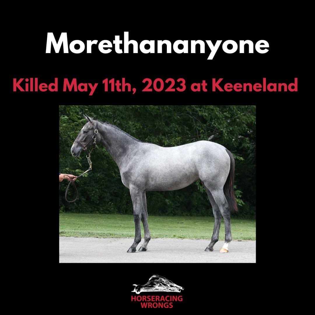 Horses killed at U.S. tracks, 2023: horseracingwrongs.org/killed-2023/ #EndHorseracing #KYDerby