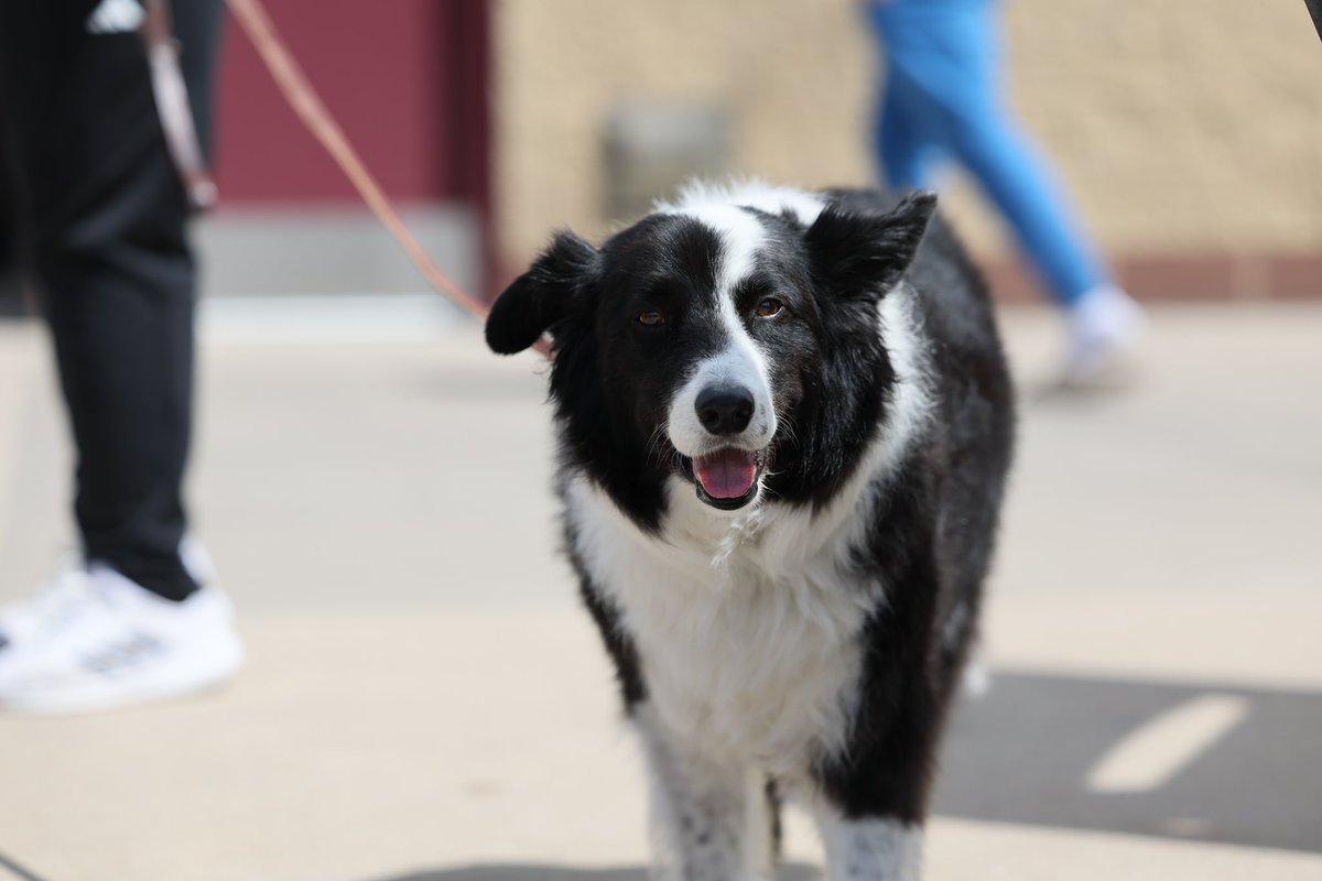 Thank you to all of the pups that came out today for Bark in the Park 🥰🐾🦴

#SkiUMah | #Gophers〽️