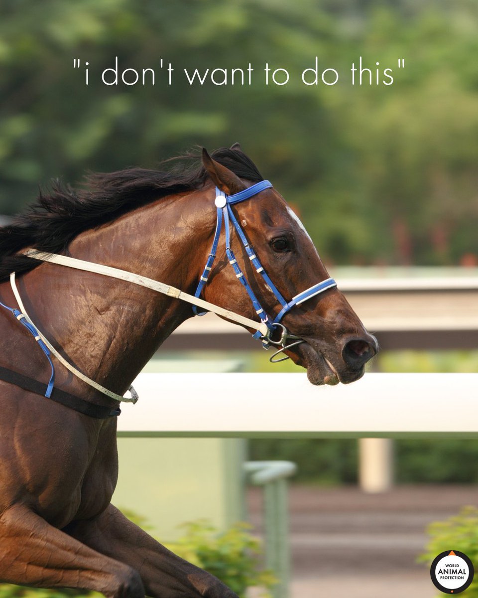 Horse racing exploits and harms these magnificent animals. #KentuckyDerby