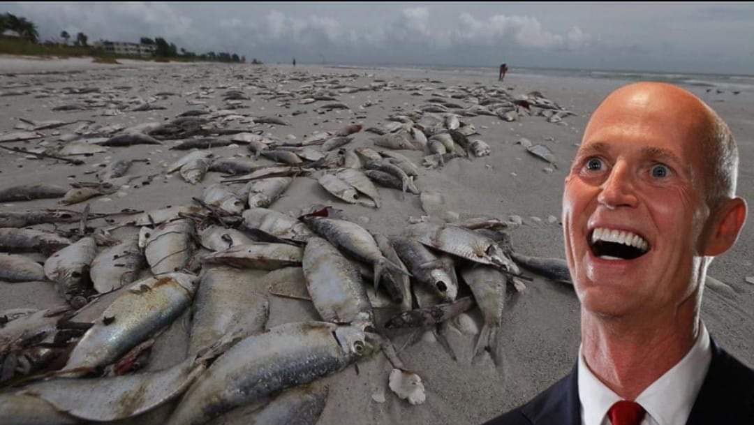 @ScottforFlorida @DebbieforFL @FlaDems #RedTideRick hates this meme bc mass death is what Republicans have wrought in Florida. We are #1 in fish kills, mass shootings, drug overdoses, and COVID deaths. 

Why? Republicans are pro-death.