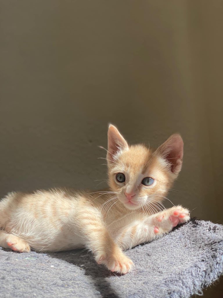 Little tiger busca familia ♥️📢 2 meses, desparasitado, pre-test leucemia e inmunodeficiencia felina negativo 🩺✅ Muuy cariñoso, juguetón, sociable con gatos 🥰