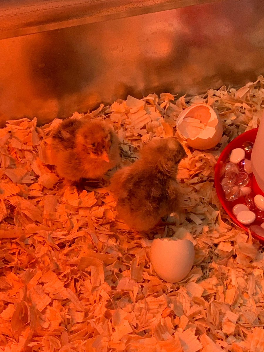Coleman has hatched chicks in the kindergarten wing! 🐣 🐣@FCPS1News @FCPS1Science