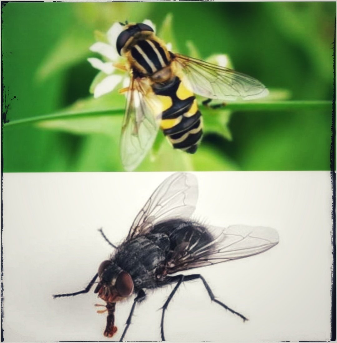 Arının da sineğin de ikram edeceği şeyler bellidir. Esas tehlikeli olan sarı sinektir. Arı gibi görünür ve tatlı dili ile seni öyle bir kandırır ki, sen bal yediğini sanarsın...