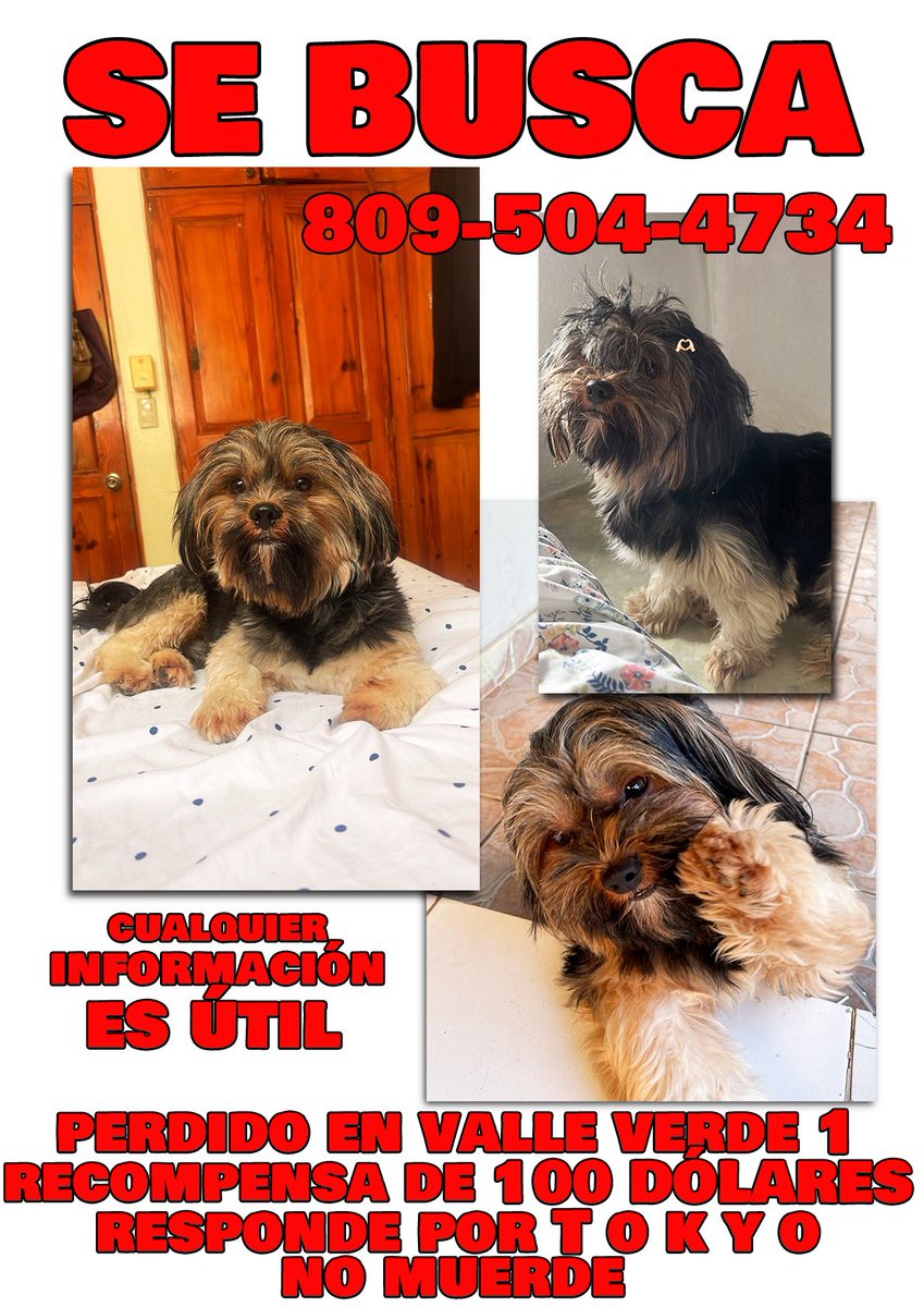 se busca en Santiago #RepublicaDominicana #santiagodeloscaballeros #perroPerdido