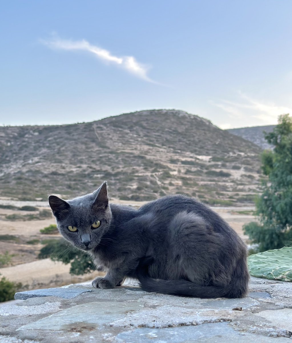 Meet one of the Aegean cats pictured as a wispy white cloud hangs over Mt Papas on this tiny Greek island where we care for the cats.
You can help the #cats by making a small donation to fund vital medicines, neutering & food. Purr!
#CatsAreFamily 
gofundme.com/f/cats-of-irak…