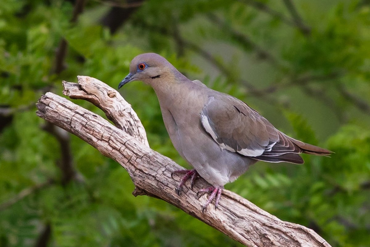 I had an eBird checklist with 16 White-winged Doves. Right on the Edge of Seventeen.
