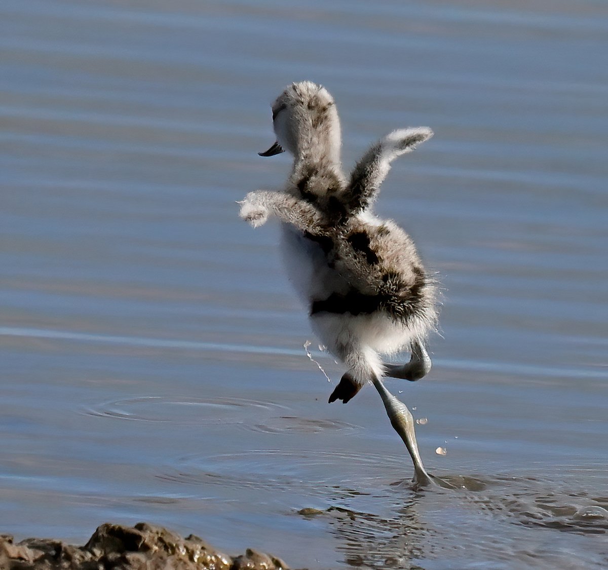 How cute is this baby Avocet on the run? 😁😍
 Taken yesterday at Steart Marshes in Somerset.🐦