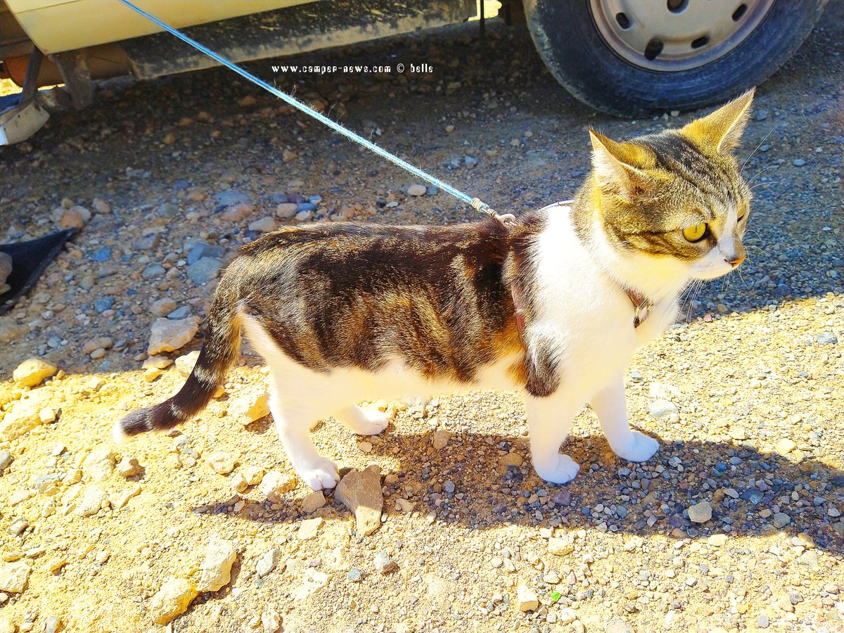 Weekend und SONNE!

Samstag, 04. Mai 2024

#Pulpí ─ #Spain

Guten Morgen Playa de las Palmeras ♥

camper-news.com/?p=62862

#CamperNews #Fulltimer #ParkingwithaCamper #wetterfotografie #weatherphotography #followus #CamperCat #missingCat #Shiva #Spring #SperrungbeiInstagram