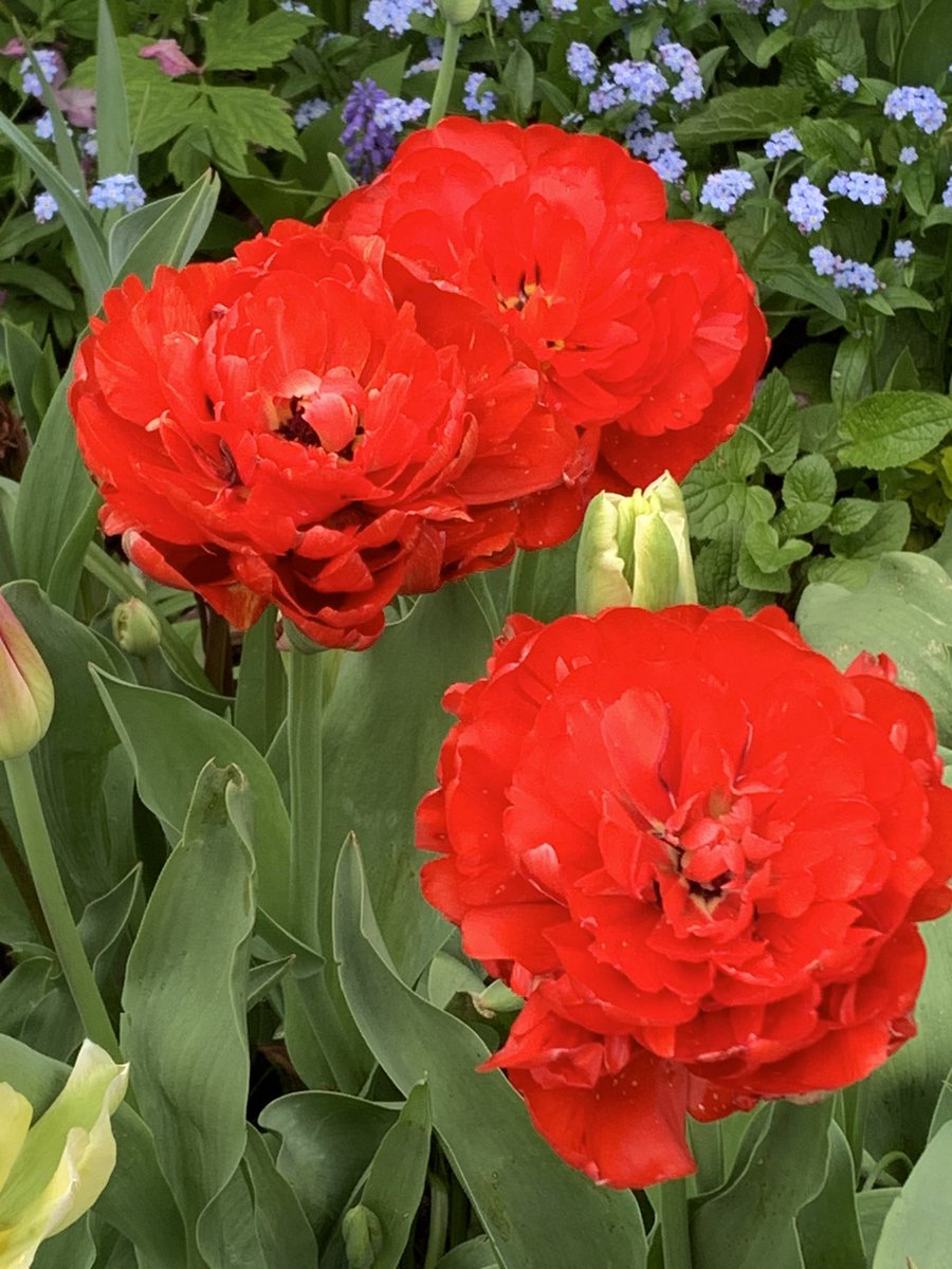 BCoryB's tweet image. I love these different tulips in my garden