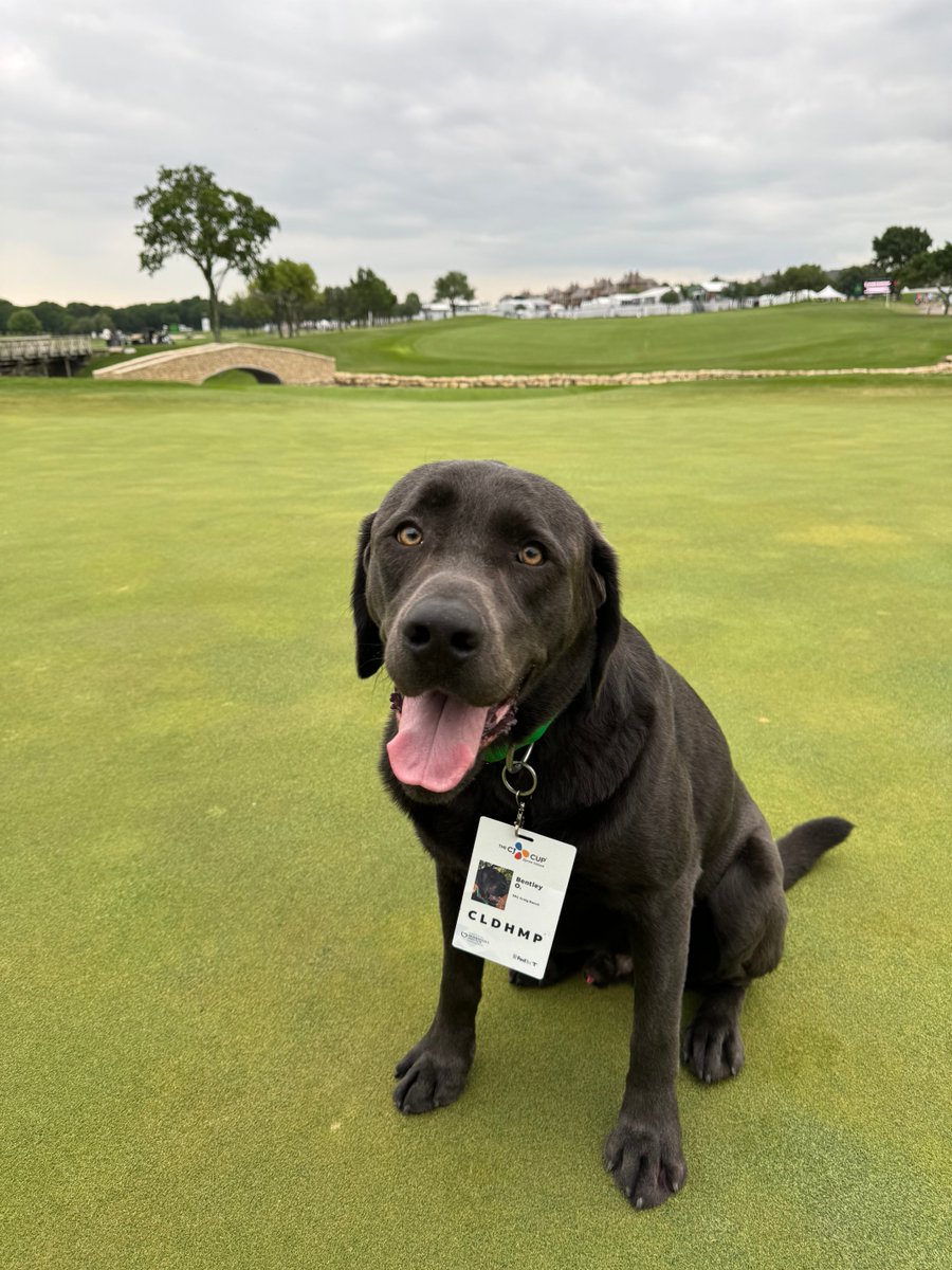 Meet Bentley, @TPCCraigRanch's golf dog • 2-year-old charcoal lab • Credential gets him all access • Favorite food is beef jerky • Duties include keeping geese away and keeping spirits high • Has been employed since he turned 8 weeks old • Good boy