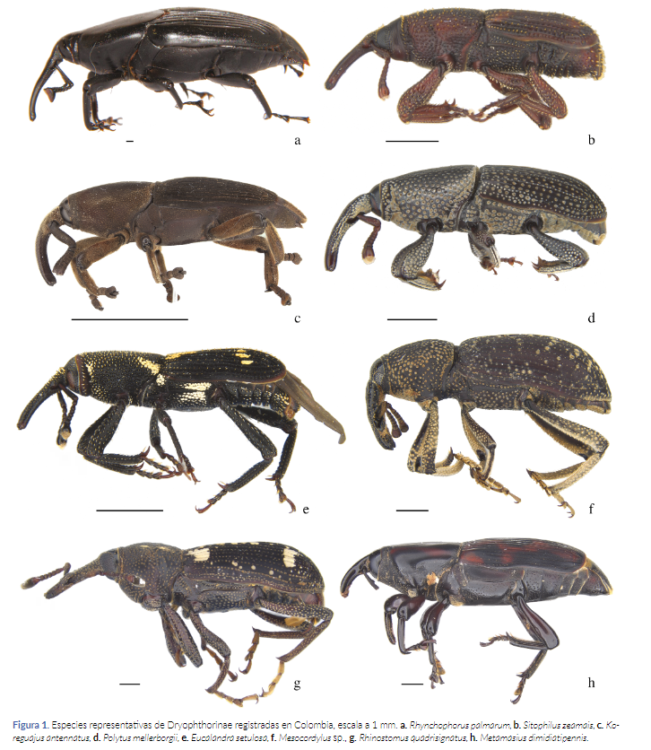 ColeopCol's tweet photo. #NuevaPublicación
Dryophthorinae (Insecta: Coleoptera: #Curculionidae) de Colombia: lista de especies, distribución y taxones vegetales asociados. Bermudéz-H. et al.    
https://t.co/wRnvMmGt4n
#ColeopteraDeColombia 
#ColeopterólogosDeColombia https://t.co/tB7xx3zp36