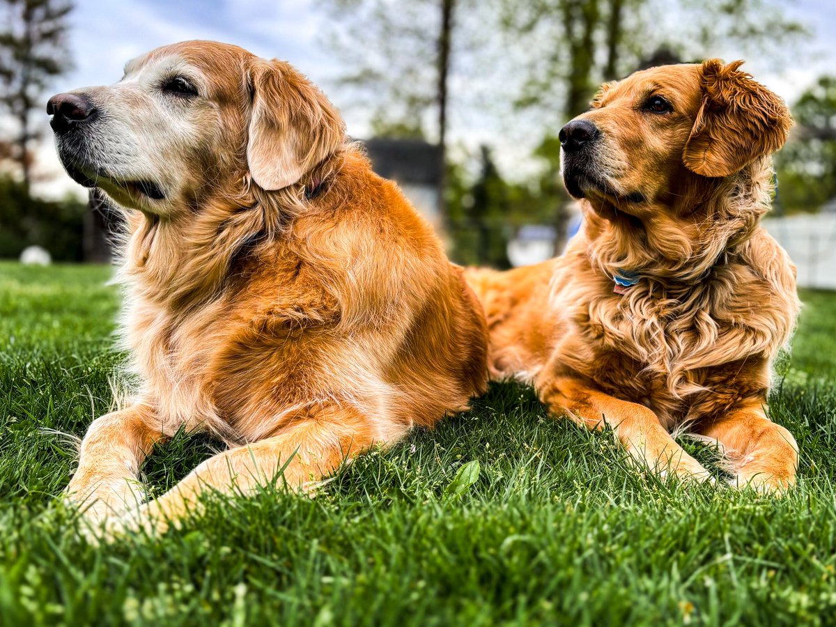 “Goldens at the ready”

#goldenretriever #goldenretrievers #dog #animal #pet #canine #shotoniphone #iphonephoto #iphonephotography #photooftheday #AnimalPhotography #dogphotography #dogphoto