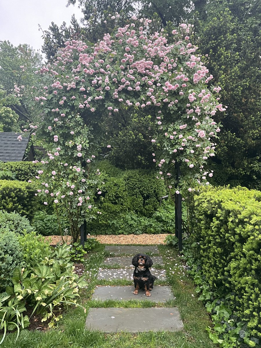 'I am going to make everything around me beautiful. That will be my life.' That quote from Elsie de Wolfe is now sustaining ⁦@DCrittenden1⁩. Our Miranda's Ringo today, under a bower Danielle designed and planted,