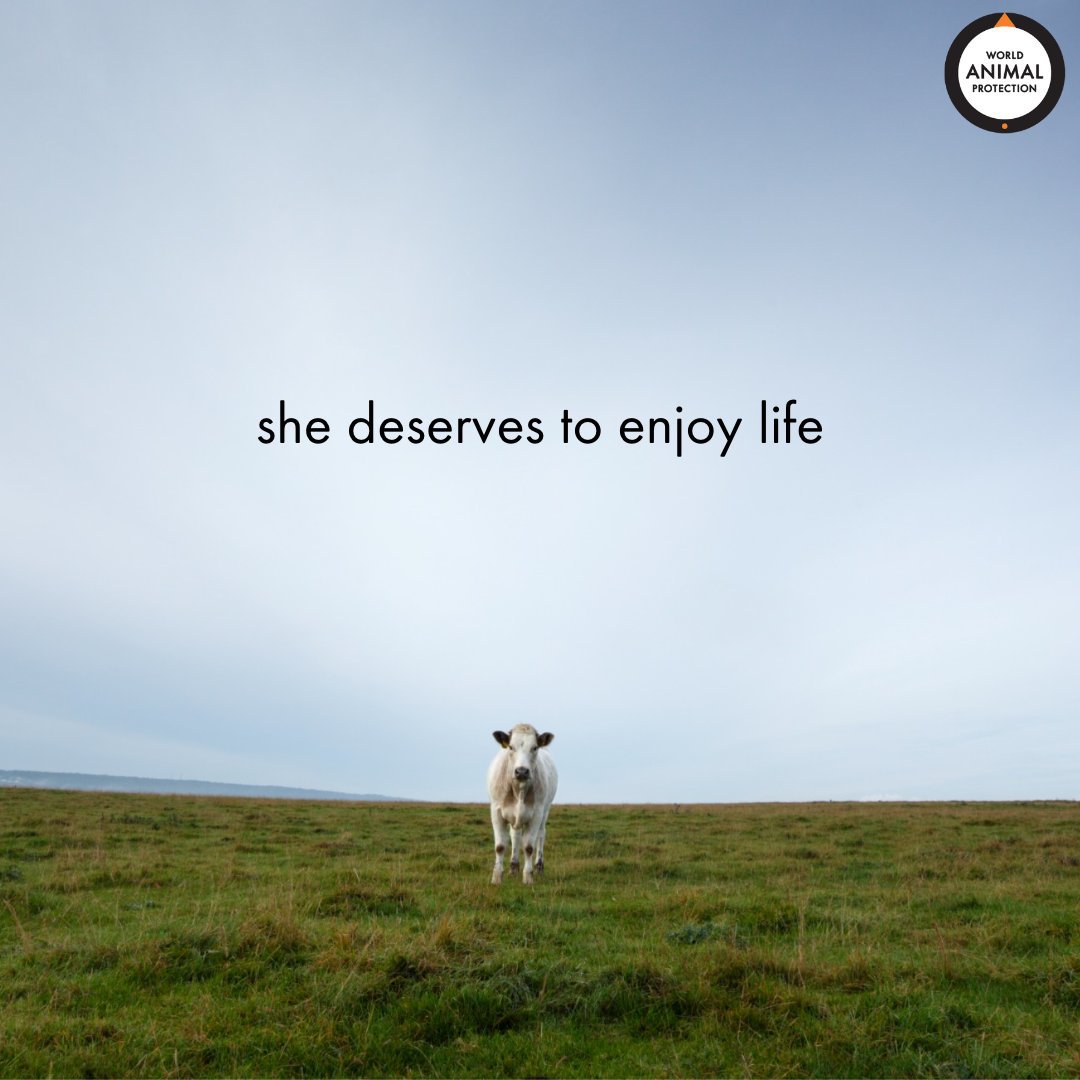 Just like you, farmed animals deserve to enjoy their lives.