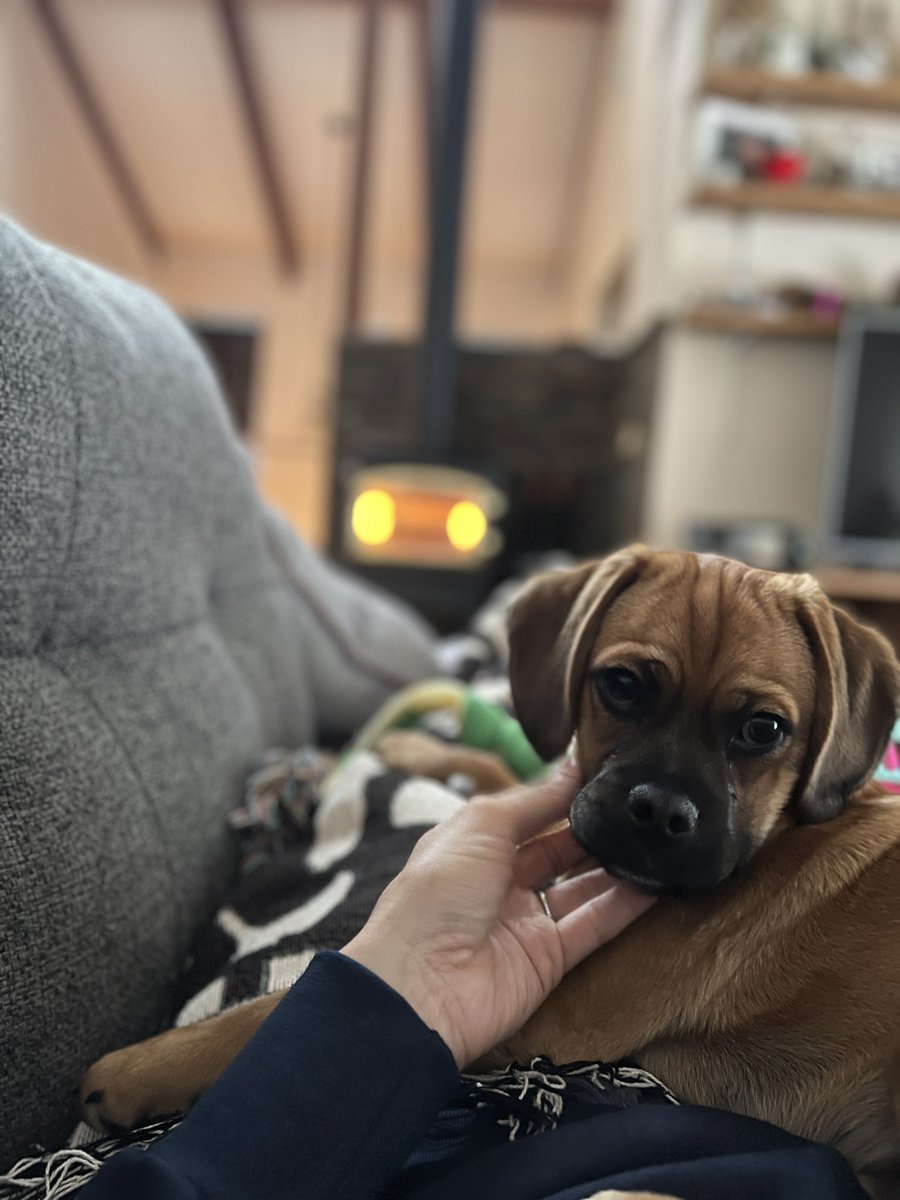 Puppy and a fire with snow outside on MAY 4TH 🤯