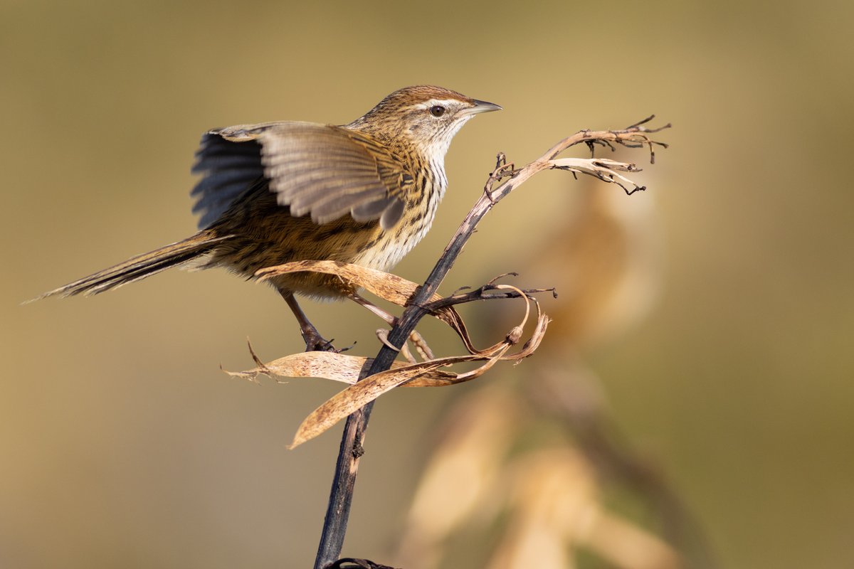 A mātātā (fernbird) displaying to another bird in the background. Flagstaff, NZ.
#birdphotography #TwitterNatureCommunity #birds #nzbirds #wildlifephotography #NaturePhotography #BBCWildlifePOTD #ThePhotoHour #PhotoOfTheDay #BirdsSeenIn2024 #Fernbird #NewZealandFernbird #Mātātā