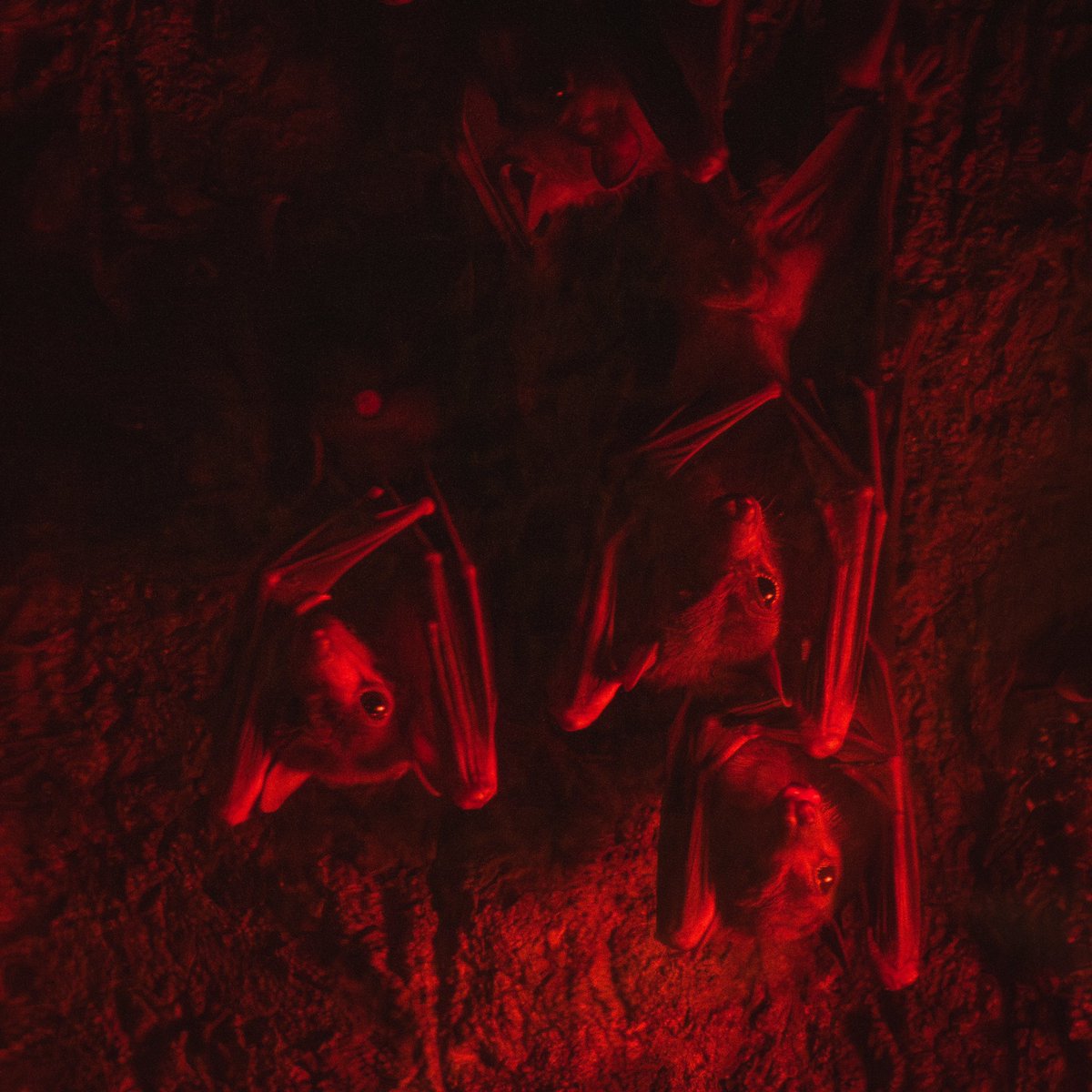 ¡Prepárate para explorar el increíble mundo animal en Africam Safari! 🤩
🦇No te pierdas la oportunidad de observar a lo murciélagos que están en Aventura Amazónica, o bien, presta atención a tu recorrido y descubre a las guacamayas que habitan en nuestros árboles. 
🦜Con 52 años