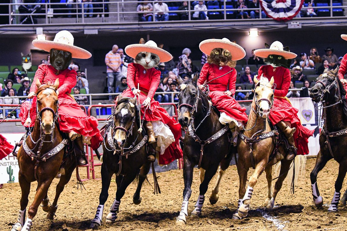 @The3Yorkiteers @violetmathews @Angie390460 @thecatscastle @XanawuCats What a beautiful purrformance - and all of it sidesaddle!

Just ameowzing.
#ChillTent #CactusGulch #Fiesta