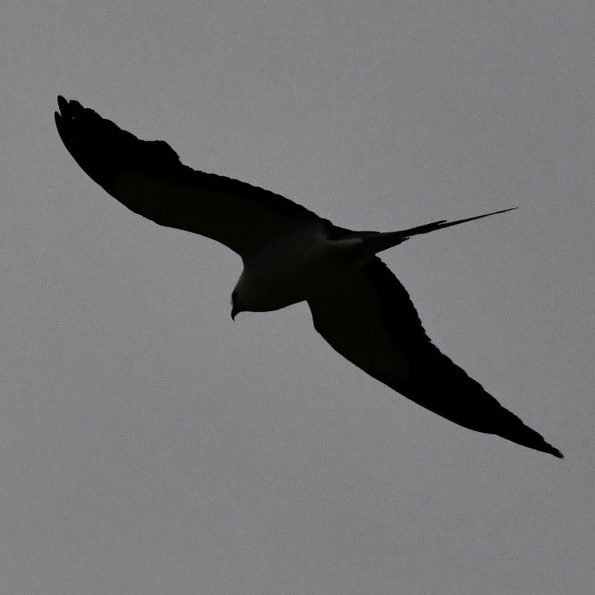 Is this a Swallow-tailed Kite seen northbound over the Marine Park trail in Brooklyn today? Appeared to be chasing or being chased by another unidentified bird. Longish looking with a noticeable distinct scissor-like tail, not seen well in these photos but seen from the trail.