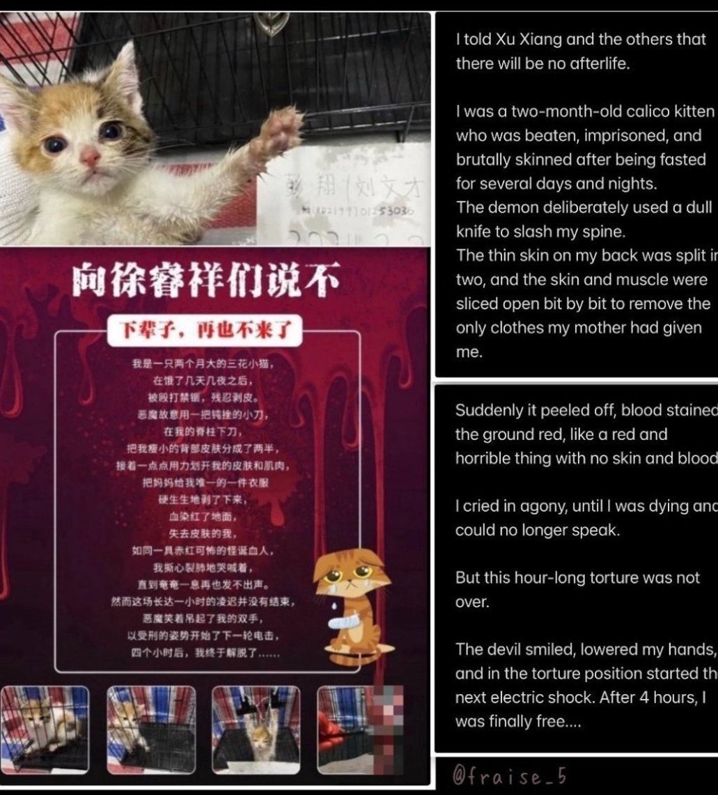 He just stole eleven kittens! 🇨🇳PengXiang thinks what he did to #calico kitten is an accomplishment. He currently has 11 kittens he is torturing for entertainment on #Chinese social media: 'I was a 2 month old calico kitten. I was beaten, imprisoned and brutally skinnedafter…