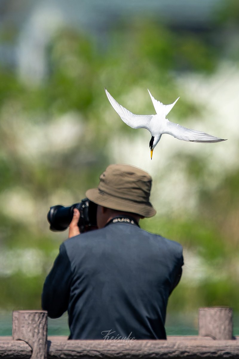 カメラマンに突っ込んでいくコアジサシ
後ろ姿だから許して😂

Little Tern
#コアジサシ