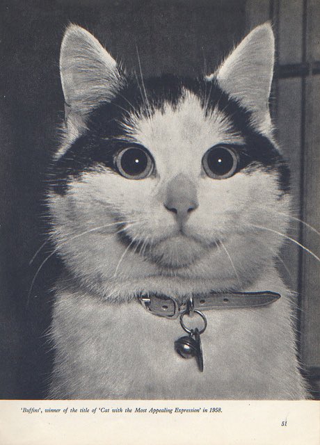 A proud moment in #Caturday history: Buffins, 1958’s Most Appealing Expression.