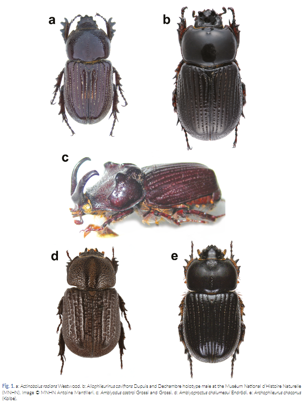 ColeopCol's tweet photo. #NuevaPublicación
A Synopsis of the New World Genera of Phileurini (Coleoptera: #Scarabaeidae: Dynastinae), with English and Spanish Keys to the Genera. Ratcliffe &amp; Cave.  
https://t.co/zI0iFFeq5J
#ColeopteraDeColombia
#ColeopterólogosDeColombia https://t.co/9hSZl4ZykI