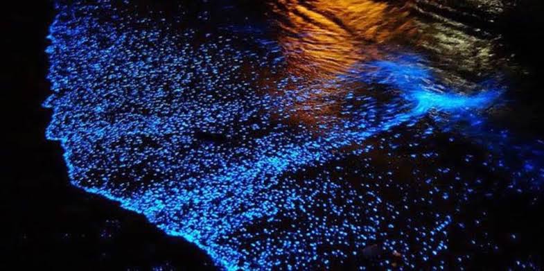 Dinoflagellates are a bioluminescent algae which glow, caused by a chemical reaction of oxygen and the luciferase enzyme produced by the algae
This occurs when the agea are gently agitated, while suspended in water, creating a light spectical, comparable to the stars at night.