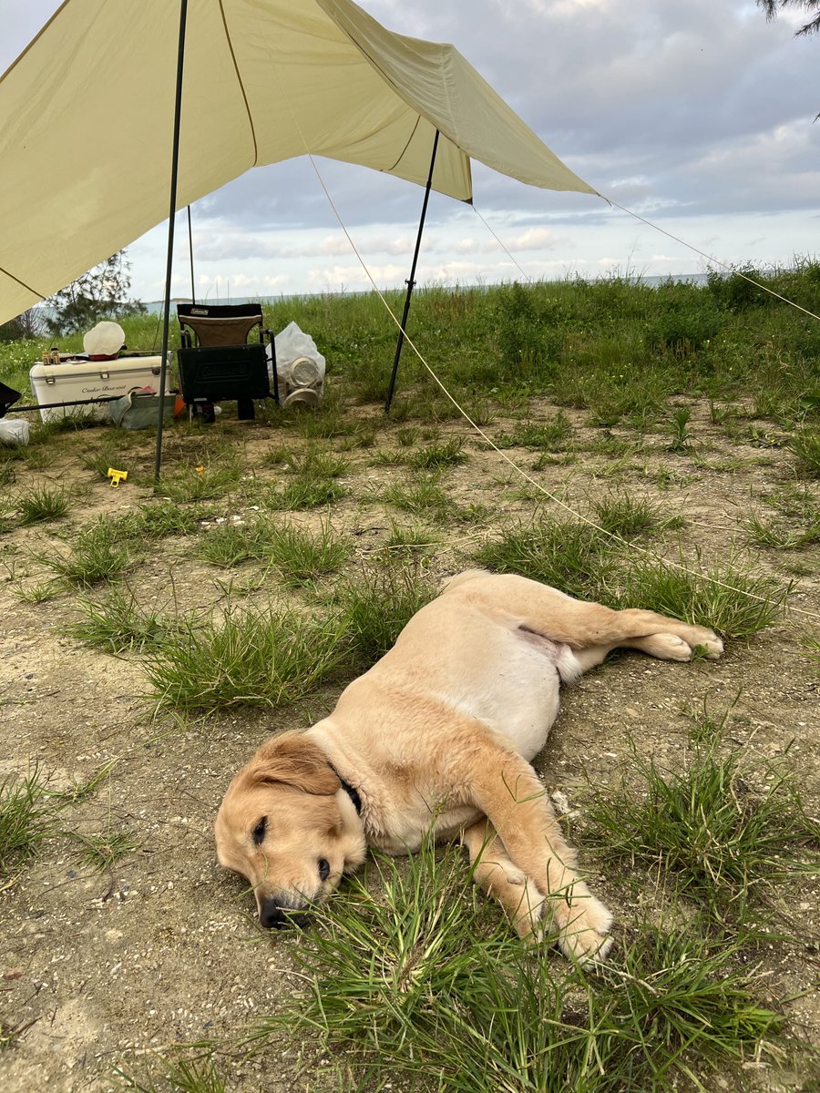 大切に大切に室内で育てたけど
野犬のようだった…