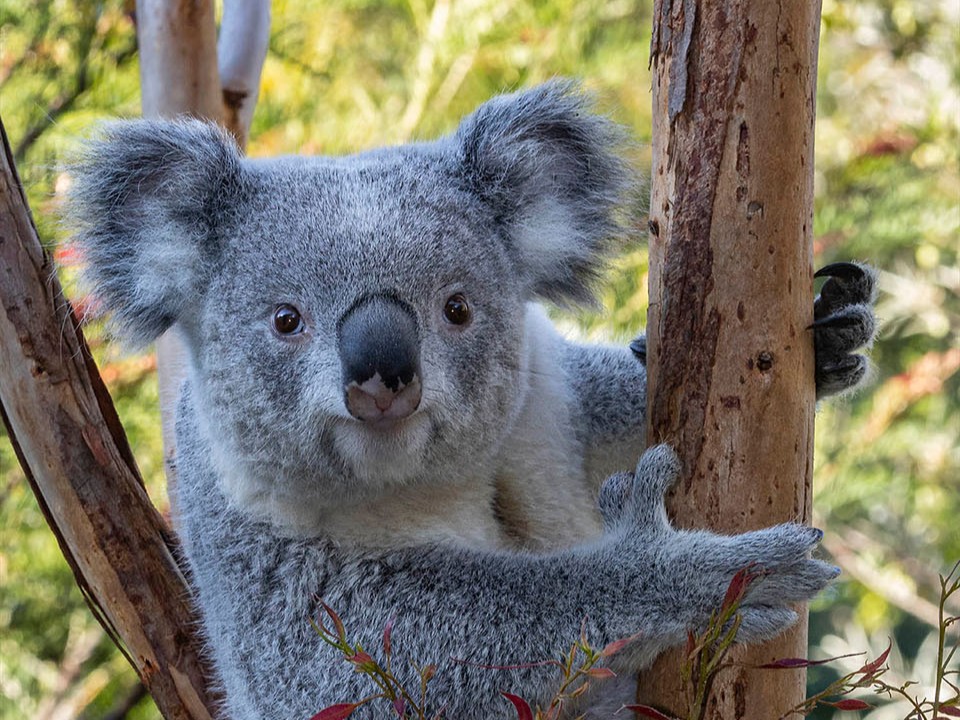 Exciting news 🎉 For the first time in 90 years, @brookfield_zoo introduces Koalas, Brumby and Willum to its family! You can see these adorable #Marsupials starting May 24th at the Hamill Family Play Zoo. Check out more details in Connect: bit.ly/3y8OJaA 🐨🌿