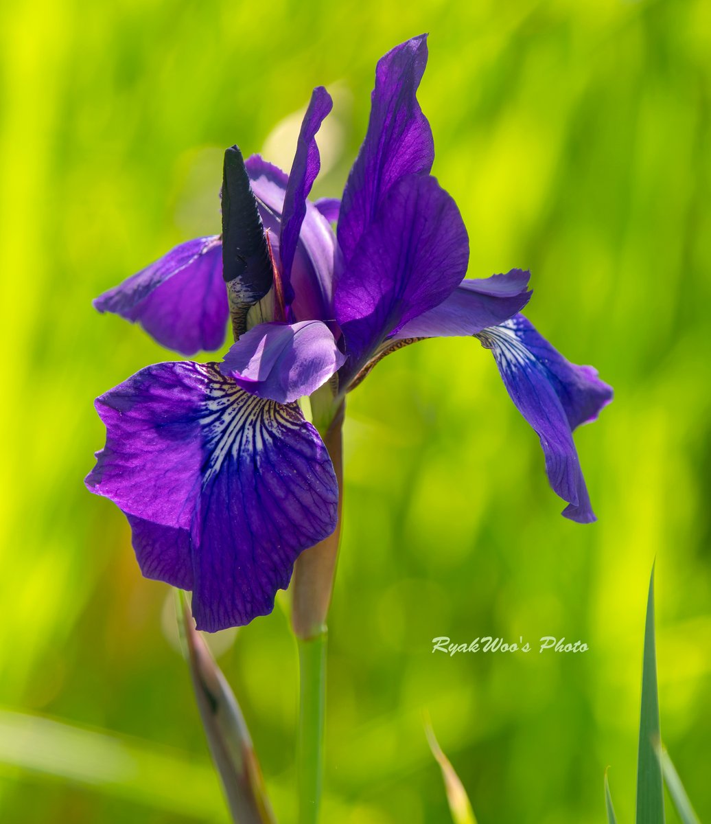 #japaneseIris  May 2024.
菖蒲じゃなく綾目ですけれど。