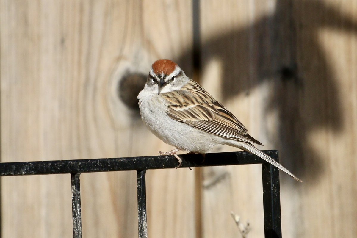 ‘And what are you looking at?’ #chippingsparrow