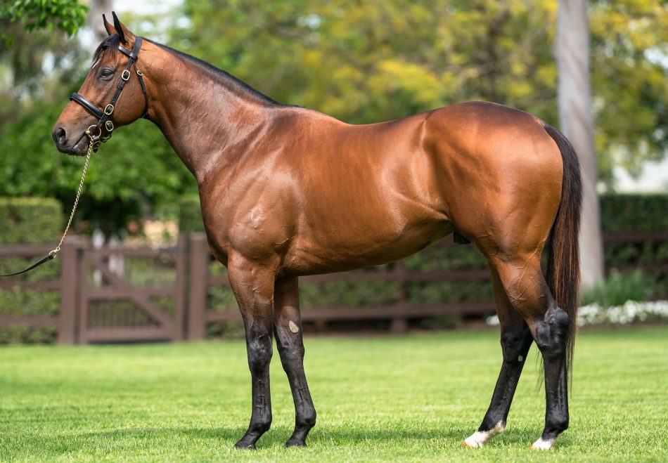 With the announcement of Fastnet Rock's retirement, attention now turns to his son Acrobat who was the fastest 2YO ever at Randwick over 1000m. If his first foals are anything to go by, we’ll be hearing a lot more about him in the future. He has 13 first crop foals at Inglis.