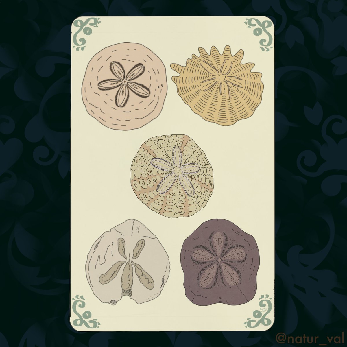 Tarots Before Time - Deniers. The suit of Pentacles. I chose “sand dollars” fossils, i.e. echinoids of the Dendrasteridae family characterized by a rounded and flattened shape that resembles a coin. P.S. There are actually a couple of interlopers from other genres. 5: poverty.