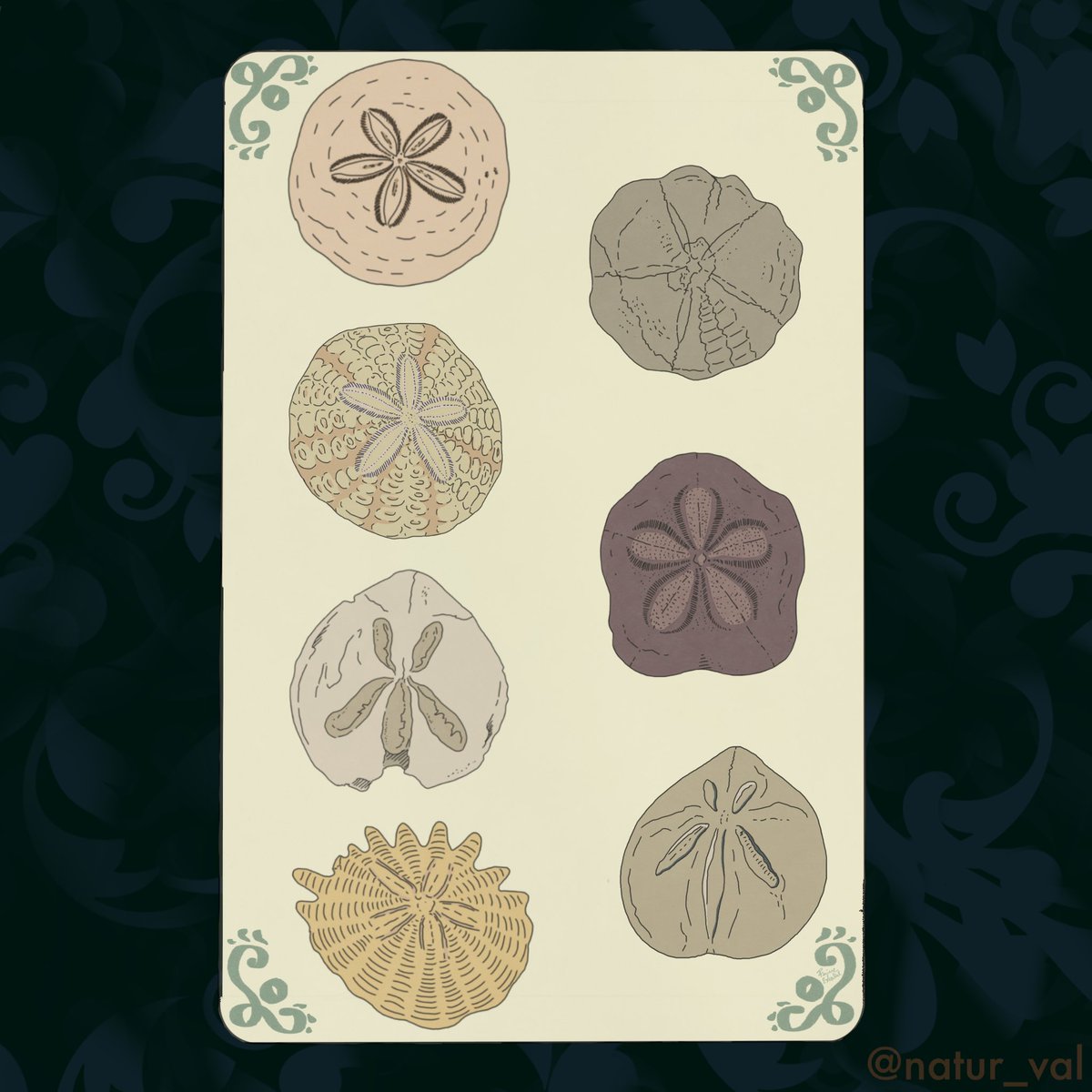Tarots Before Time - Deniers. The suit of Pentacles. I chose “sand dollars” fossils, i.e. echinoids of the Dendrasteridae family characterized by a rounded and flattened shape that resembles a coin. 7: good investments